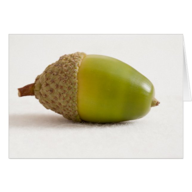 Single Acorn with Top Cards (Front Horizontal)