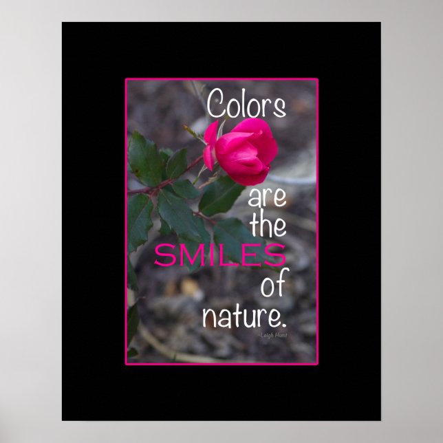 Single Bending Pink Rose Photograph Poster (Front)