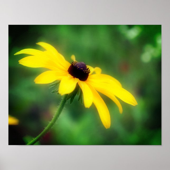 Single Black Eyed Susan Daisy Flower Poster (Front)