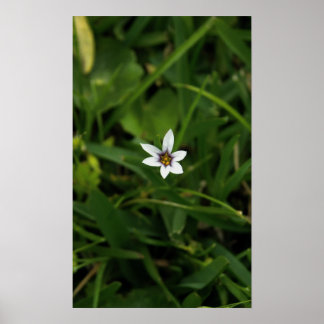 Single Bloom Wildflower Macro Photograph Poster