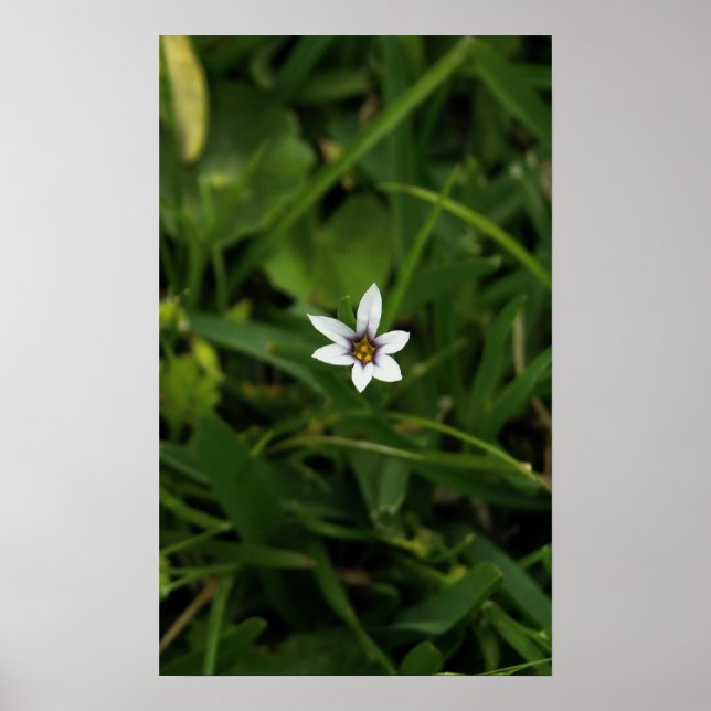 Single Bloom Wildflower Macro Photograph Poster (Front)