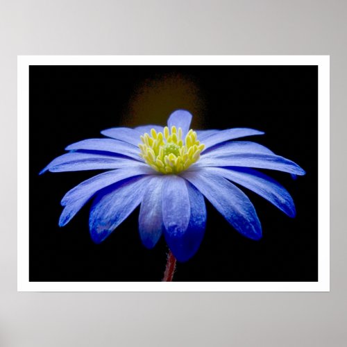 Single Blue Flower against Black Poster