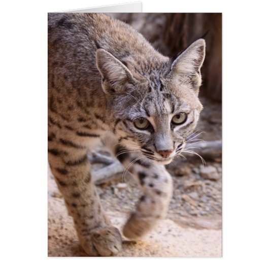 Single Bobcat Cards (Front)