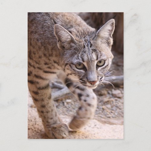 Single Bobcat Postcard