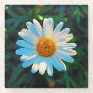 Single Bright Daisy Glass Coaster