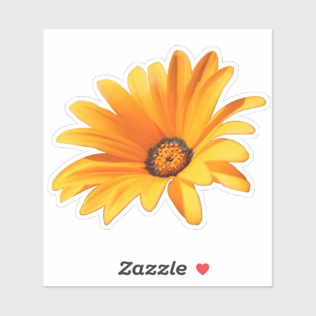 Single Bright Orange Cape Daisy Sticker (Sheet)