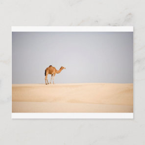 Single camel on Arabian sand dunes Postcard
