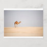 Single camel on Arabian sand dunes Postcard