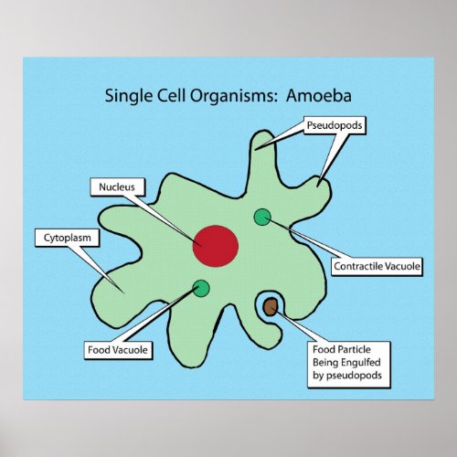 Single Cell Organisms Amoeba Poster