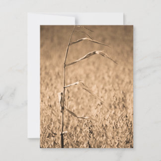 Single Cornstalk in Field  Postcard