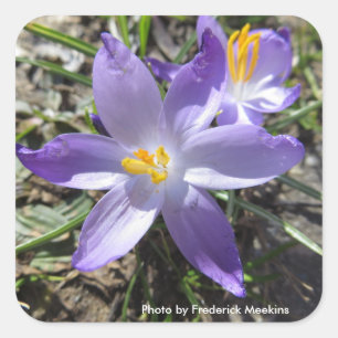 Single Crocus Square Sticker