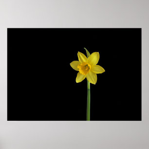 Single daffodil poster