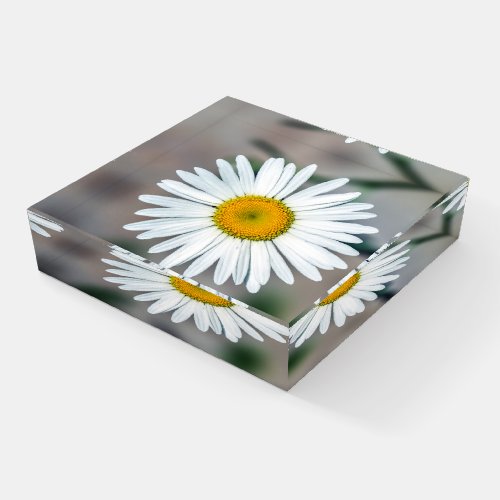 Single Daisy Flower Glass Paperweight