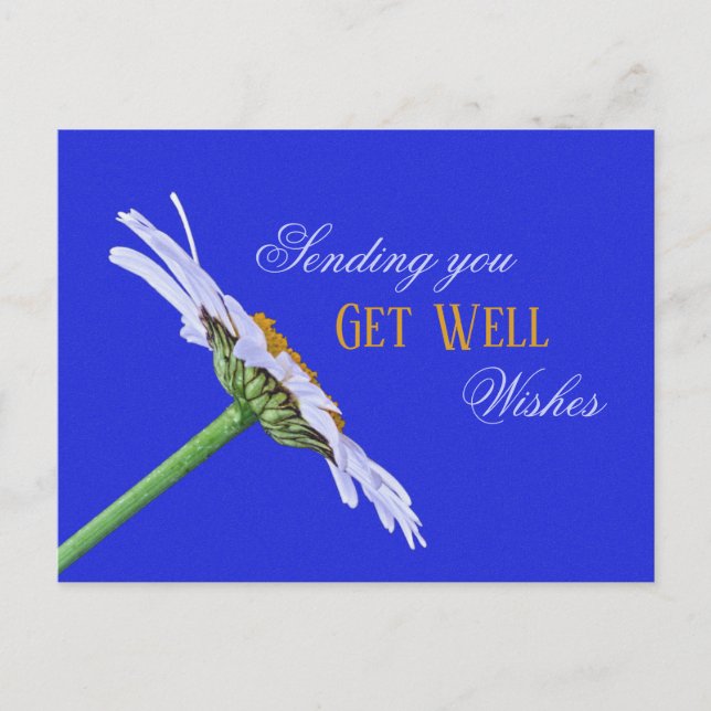 Single Daisy Flower on Canvas Postcard (Front)