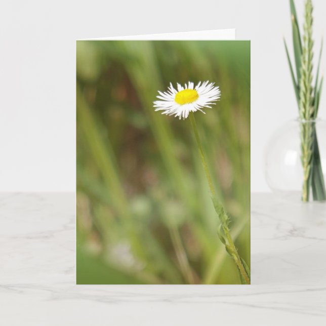 Single Daisy Greeting Card (Front)