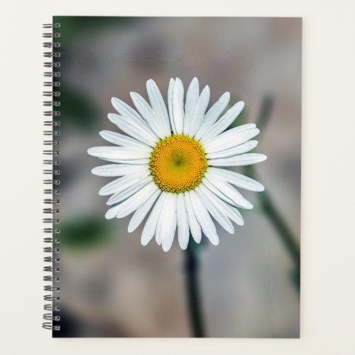 Single Daisy WeeklyMonthly Planner