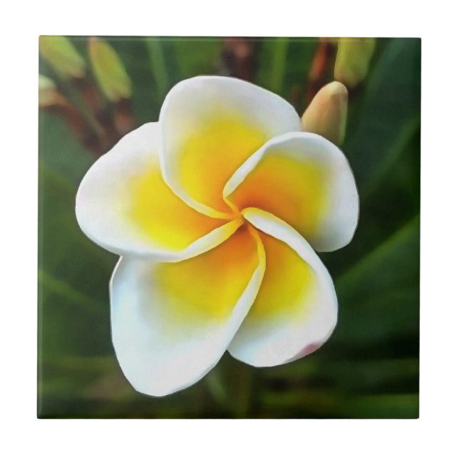 Single Frangipani Blossom Realism Art Ceramic Tile (Front)