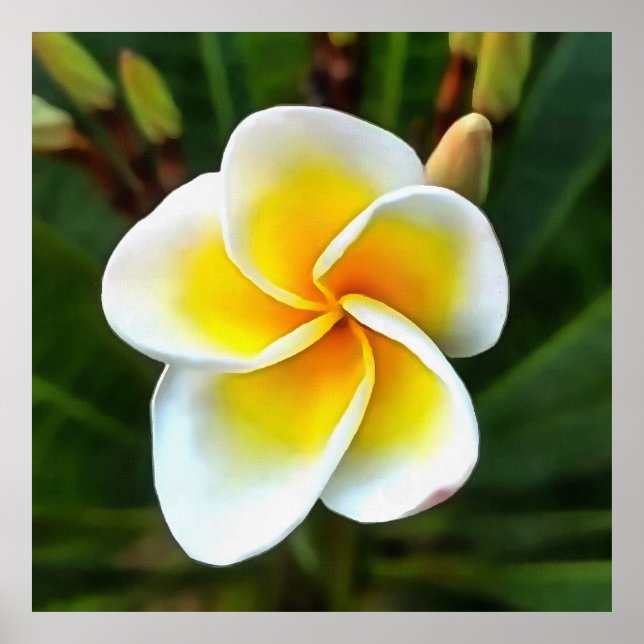 Single Frangipani Blossom Realism Art Poster (Front)