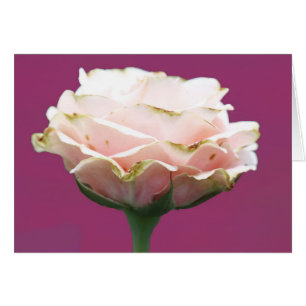 Single Fresh Rose Cards