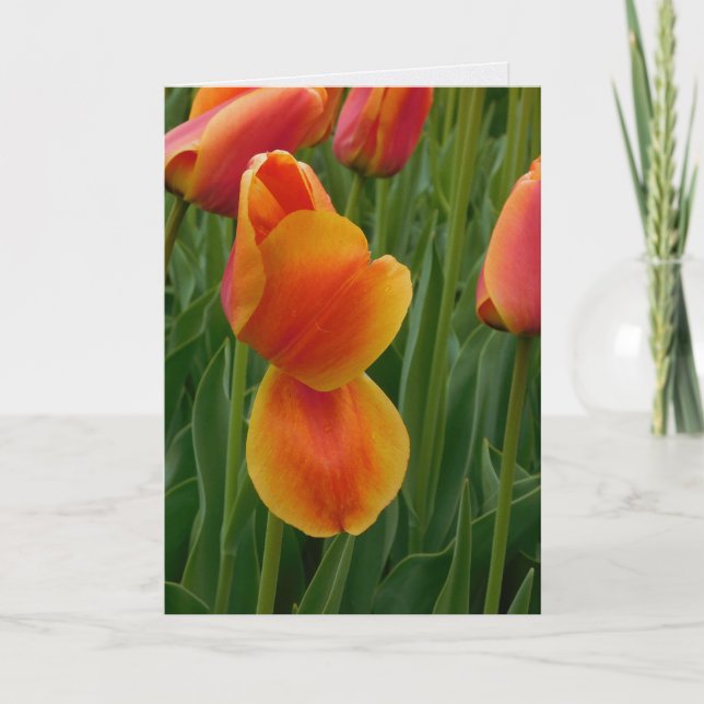 Single Golden Tulip Note Card (Front)