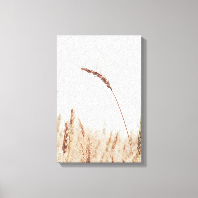 Single Golden Wheat Head On Light Canvas Print (Front)