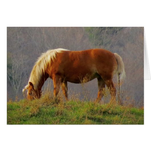 Single Horse Grazing Cards (Front Horizontal)