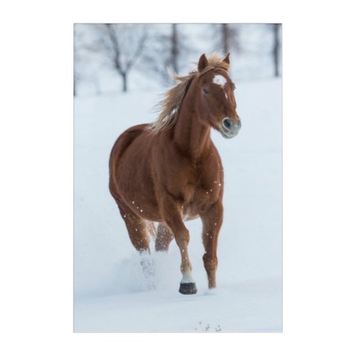 Single Horse Running in Snow Acrylic Print