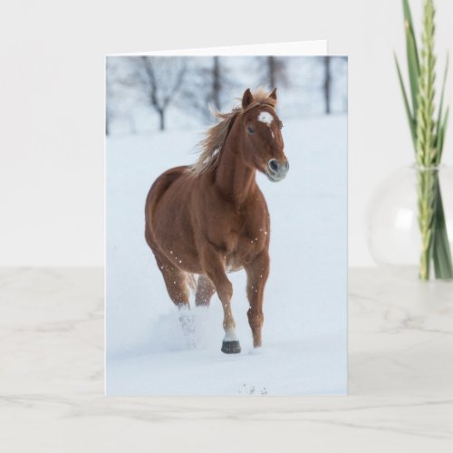 Single Horse Running in Snow Card