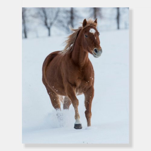 Single Horse Running in Snow Foam Board