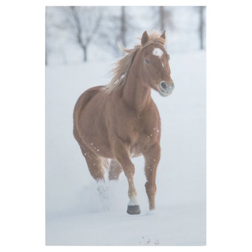 Single Horse Running in Snow Gallery Wrap