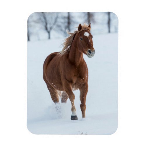 Single Horse Running in Snow Magnet