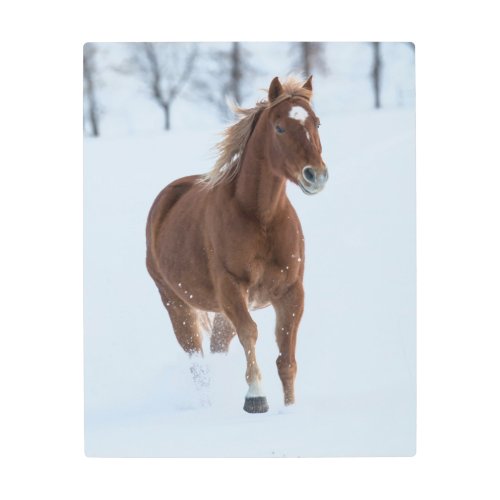 Single Horse Running in Snow Metal Print