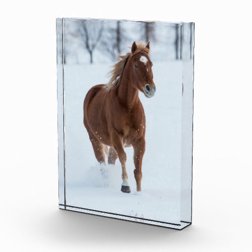 Single Horse Running in Snow Photo Block