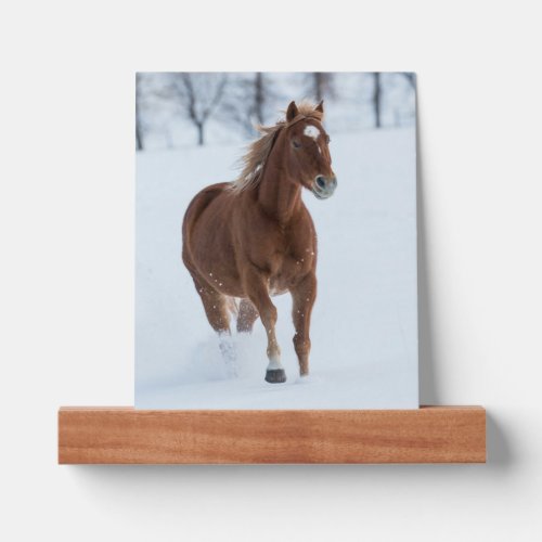 Single Horse Running in Snow Picture Ledge