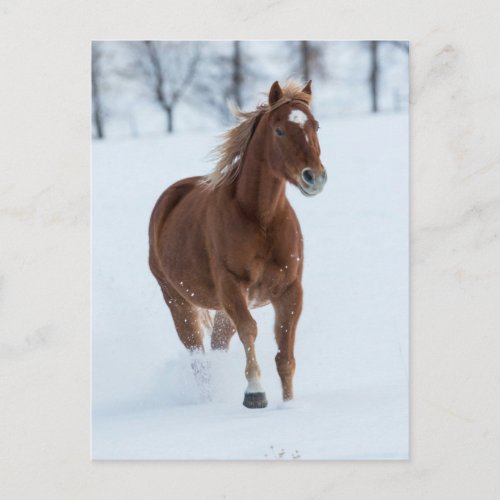 Single Horse Running in Snow Postcard