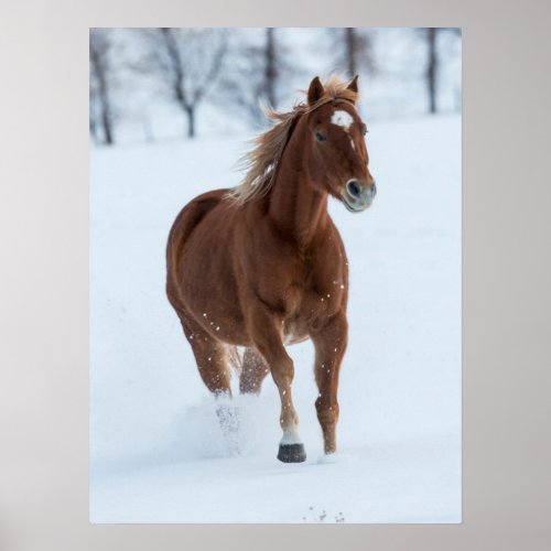 Single Horse Running in Snow Poster