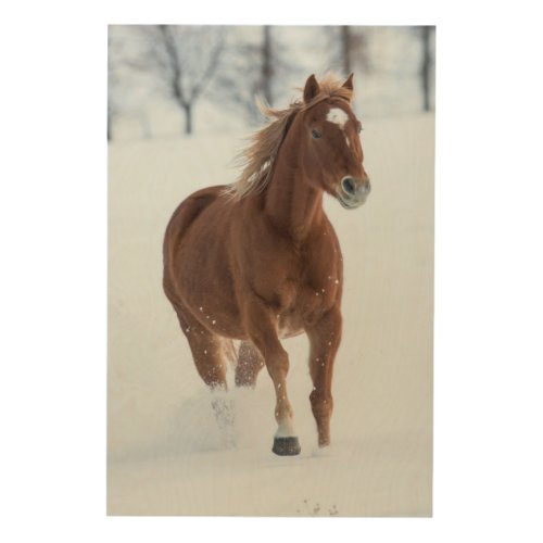 Single Horse Running in Snow Wood Wall Art