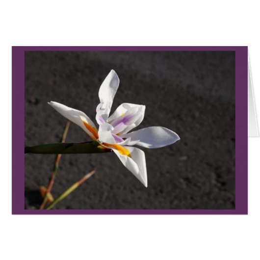 Single Iris Cards (Front Horizontal)
