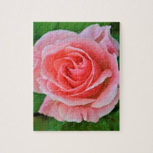 Single Large Pink Rose Up Close Jigsaw Puzzle