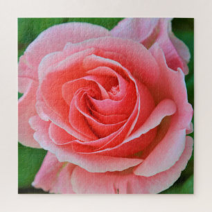 Single Large Pink Rose Up Close Jigsaw Puzzle