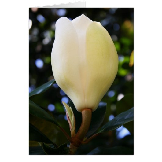 Single Magnolia Bud (Front)