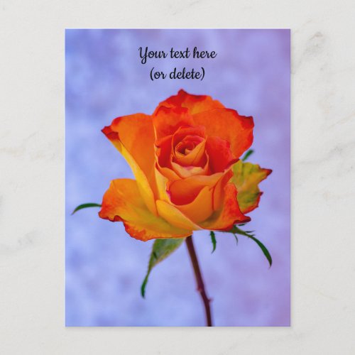 Single Orange and Yellow Rose Postcard