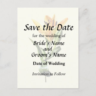 Single Orange Lily and Buds Announcement Postcard