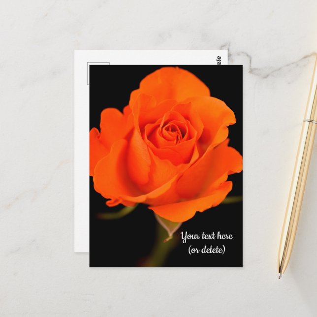 Single Orange Rose Postcard (Front/Back In Situ)