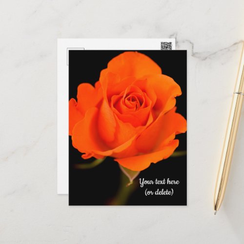 Single Orange Rose Postcard