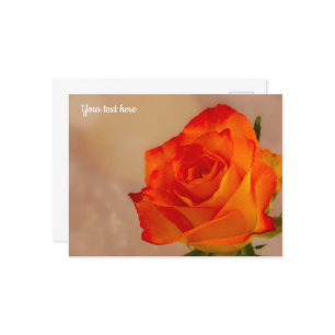 Single Orange Rose Postcard