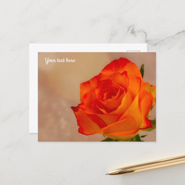 Single Orange Rose Postcard (Front/Back In Situ)