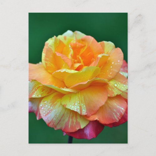 Single orange tea rose postcard