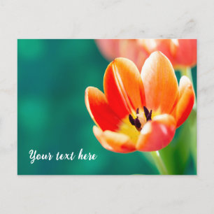 Single Orange Tulip Postcard