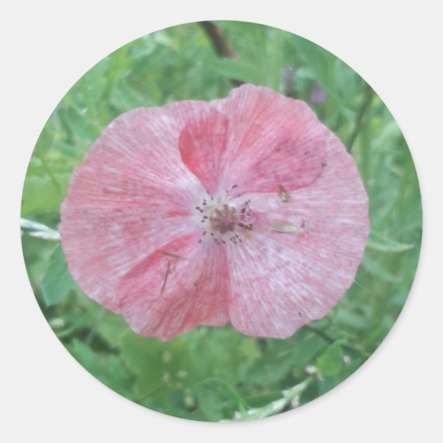 Single Pale Poppy with Green Background Classic Round Sticker (Front)